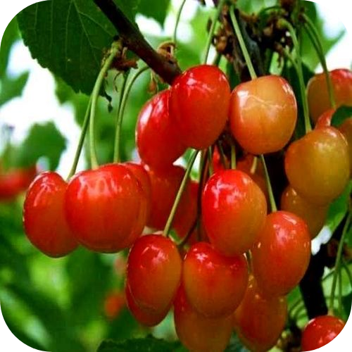 Черешня "Розовый Жемчуг" Черешня "Розовый Жемчуг"
