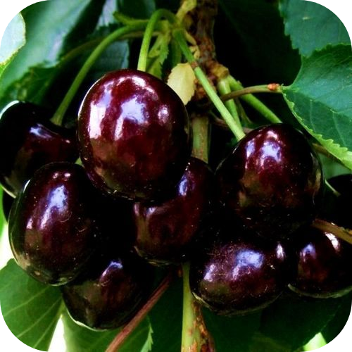 Черешня "Свит Харт" Черешня "Свит Харт"