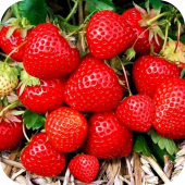 Клубника "Элеганс" Клубника "Элеганс"