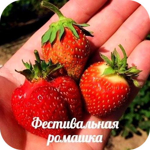 Рассада Клубники "Фестивальная ромашка" > цена, описание