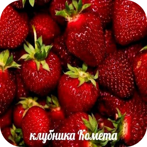Рассада Клубники "Комета" > описание, цена