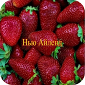 Клубника "Нью Айленд" 
