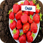Клубника "Онда" 
