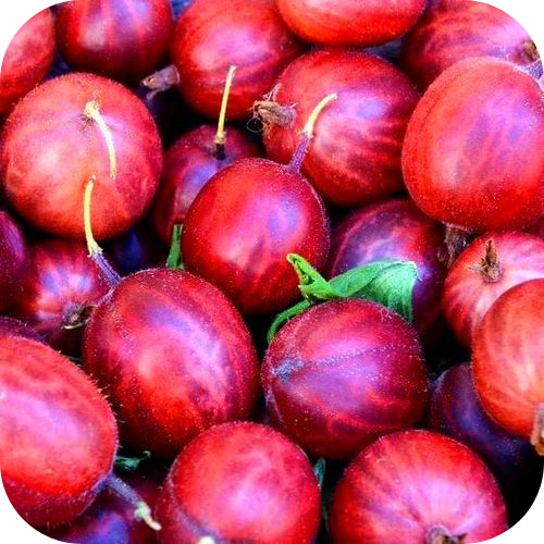 Саженцы Крыжовника "Каменяр" > цена, описание