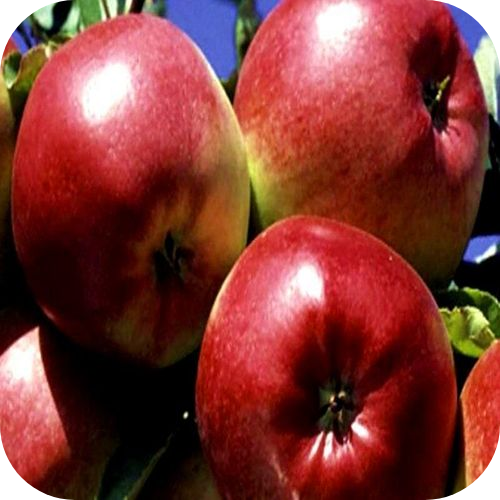 Яблоня "Лигол" Яблоня "Лигол"